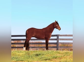 Missouri Foxtrotter, Castrone, 10 Anni, 155 cm, Baio ciliegia