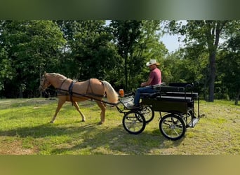 Missouri Foxtrotter, Castrone, 10 Anni, 155 cm, Palomino
