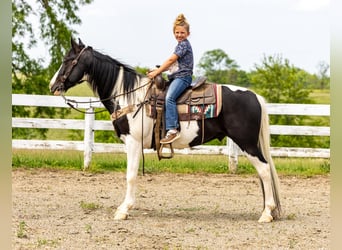 Missouri Foxtrotter, Castrone, 10 Anni, 155 cm, Tobiano-tutti i colori