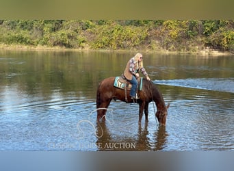 Missouri Foxtrotter, Castrone, 10 Anni, 163 cm, Sauro ciliegia