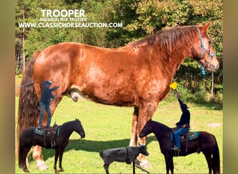 Missouri Foxtrotter, Castrone, 10 Anni, 163 cm, Sauro ciliegia