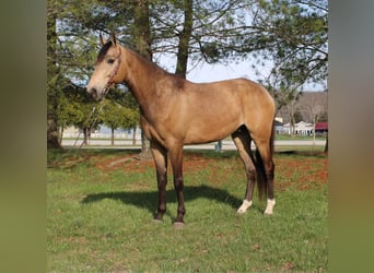 Missouri Foxtrotter, Castrone, 10 Anni, Pelle di daino