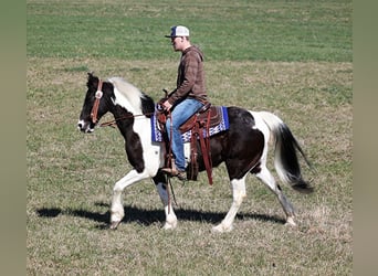 Missouri Foxtrotter, Castrone, 11 Anni, 147 cm, Tobiano-tutti i colori