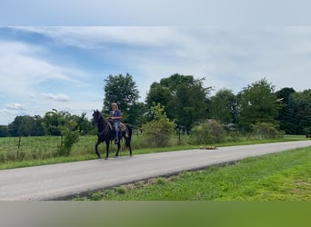 Missouri Foxtrotter, Castrone, 11 Anni, 150 cm, Morello