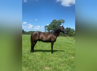 Missouri Foxtrotter, Castrone, 11 Anni, 150 cm, Morello