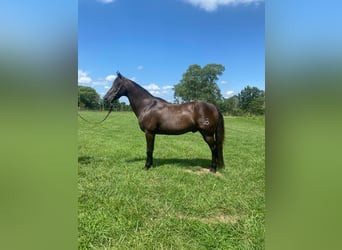 Missouri Foxtrotter, Castrone, 11 Anni, 150 cm, Morello