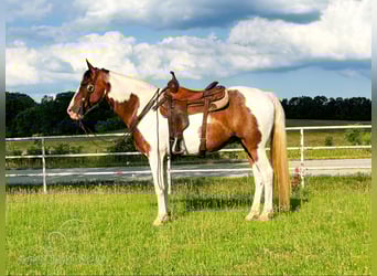 Missouri Foxtrotter, Castrone, 11 Anni, 152 cm, Baio ciliegia