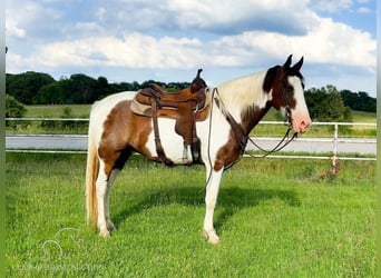 Missouri Foxtrotter, Castrone, 11 Anni, 152 cm, Baio ciliegia
