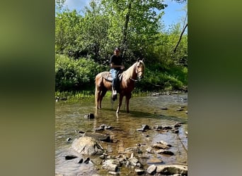 Missouri Foxtrotter, Castrone, 11 Anni, 152 cm, Palomino