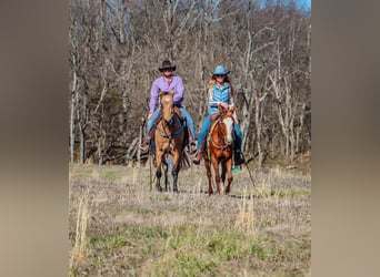 Missouri Foxtrotter, Castrone, 11 Anni, 152 cm, Pelle di daino