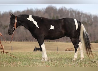 Missouri Foxtrotter, Castrone, 11 Anni, 152 cm, Tobiano-tutti i colori