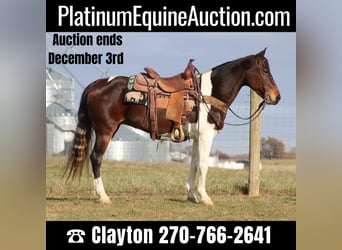 Missouri Foxtrotter, Castrone, 11 Anni, Baio ciliegia