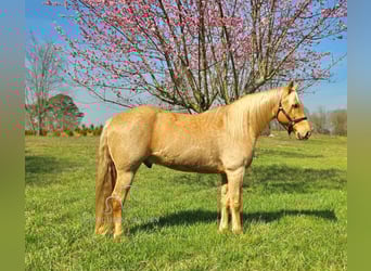 Missouri Foxtrotter, Castrone, 12 Anni, 152 cm, Palomino