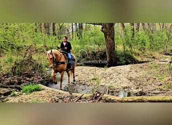 Missouri Foxtrotter, Castrone, 12 Anni, 152 cm, Palomino