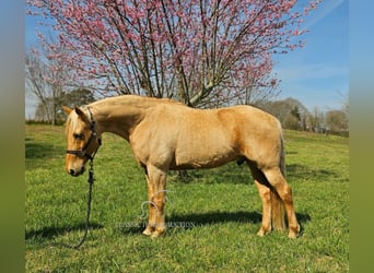 Missouri Foxtrotter, Castrone, 12 Anni, 152 cm, Palomino