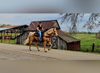 Missouri Foxtrotter, Castrone, 12 Anni, 152 cm, Palomino