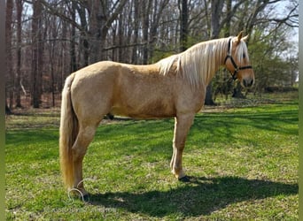 Missouri Foxtrotter, Castrone, 12 Anni, 152 cm, Palomino