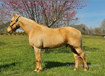 Missouri Foxtrotter, Castrone, 12 Anni, 152 cm, Palomino