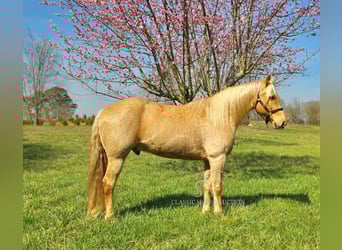 Missouri Foxtrotter, Castrone, 12 Anni, 152 cm, Palomino