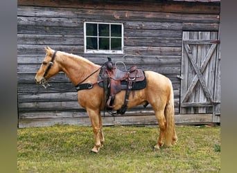 Missouri Foxtrotter, Castrone, 12 Anni, 152 cm, Palomino