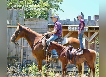 Missouri Foxtrotter, Castrone, 12 Anni, 152 cm, Sauro ciliegia