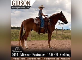 Missouri Foxtrotter, Castrone, 12 Anni, 152 cm, Sauro scuro