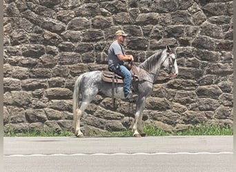 Missouri Foxtrotter, Castrone, 12 Anni, 157 cm, Grigio