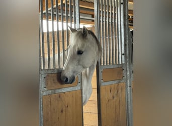 Missouri Foxtrotter, Castrone, 12 Anni, 160 cm, Grigio