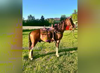 Missouri Foxtrotter, Castrone, 12 Anni, Baio roano