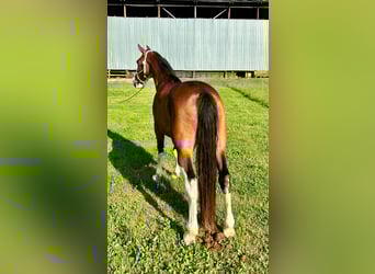 Missouri Foxtrotter, Castrone, 12 Anni, Baio roano