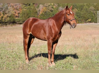 Missouri Foxtrotter, Castrone, 13 Anni, 145 cm, Sauro scuro