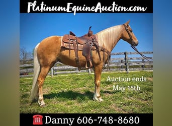 Missouri Foxtrotter, Castrone, 13 Anni, 150 cm, Palomino
