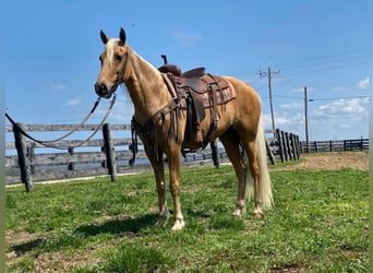 Missouri Foxtrotter, Castrone, 13 Anni, 150 cm, Palomino