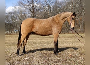 Missouri Foxtrotter, Castrone, 13 Anni, 152 cm, Pelle di daino
