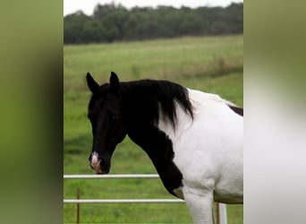 Missouri Foxtrotter, Castrone, 13 Anni, 152 cm, Tobiano-tutti i colori