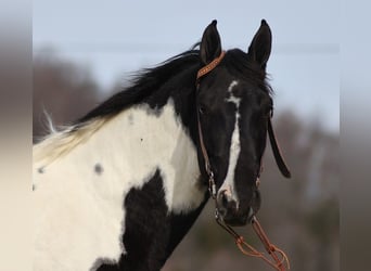 Missouri Foxtrotter, Castrone, 13 Anni, 155 cm, Tobiano-tutti i colori