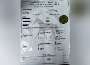 Missouri Foxtrotter, Castrone, 14 Anni, 152 cm, Pelle di daino