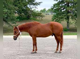 Missouri Foxtrotter, Castrone, 14 Anni, 152 cm, Sauro ciliegia