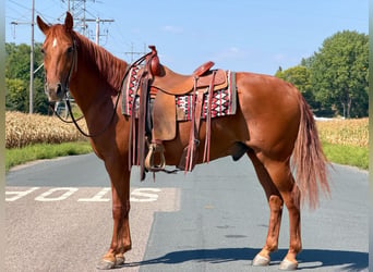 Missouri Foxtrotter, Castrone, 14 Anni, 152 cm, Sauro ciliegia