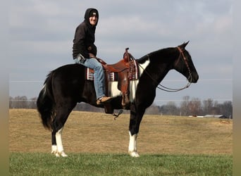 Missouri Foxtrotter, Castrone, 14 Anni, 155 cm, Tobiano-tutti i colori