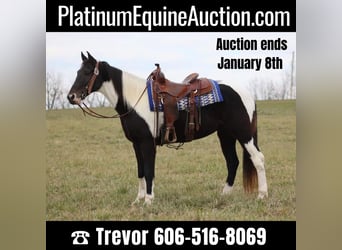 Missouri Foxtrotter, Castrone, 14 Anni, 155 cm, Tobiano-tutti i colori