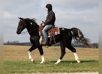 Missouri Foxtrotter, Castrone, 14 Anni, 155 cm, Tobiano-tutti i colori