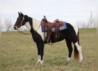 Missouri Foxtrotter, Castrone, 14 Anni, 155 cm, Tobiano-tutti i colori