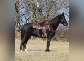 Missouri Foxtrotter, Castrone, 14 Anni, 157 cm, Morello