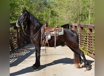 Missouri Foxtrotter, Castrone, 14 Anni, Morello
