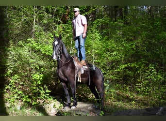 Missouri Foxtrotter, Castrone, 14 Anni, Morello