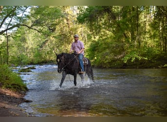 Missouri Foxtrotter, Castrone, 14 Anni, Morello
