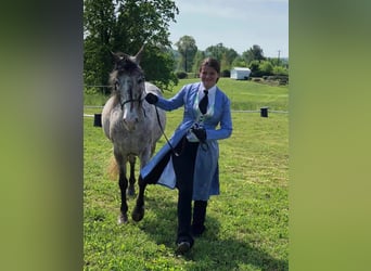 Missouri Foxtrotter, Castrone, 15 Anni, 142 cm, Sauro scuro