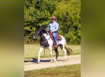 Missouri Foxtrotter, Castrone, 15 Anni, 152 cm, Tobiano-tutti i colori