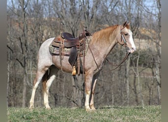 Missouri Foxtrotter, Castrone, 16 Anni, 147 cm, Roano rosso